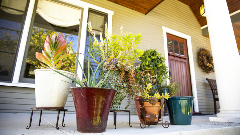 Potted plants outside of a home