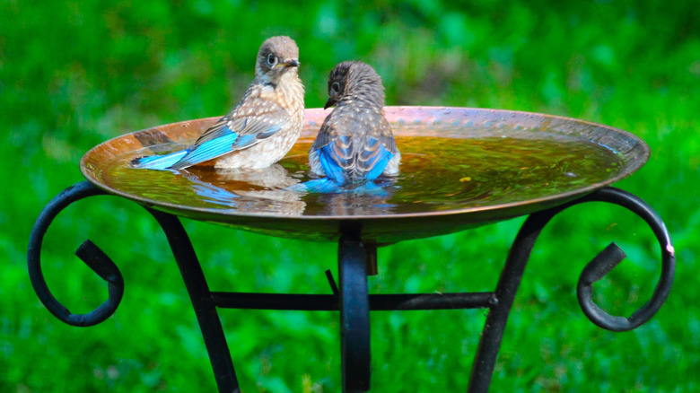 Young bluebirds in a copper birdbath