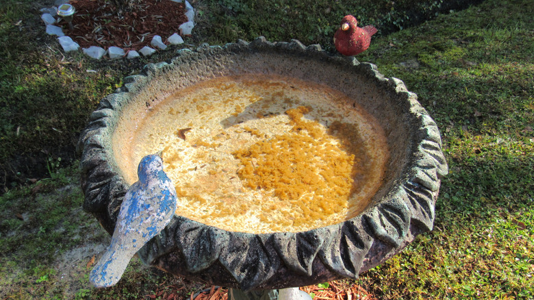 Birdbath with algae in it