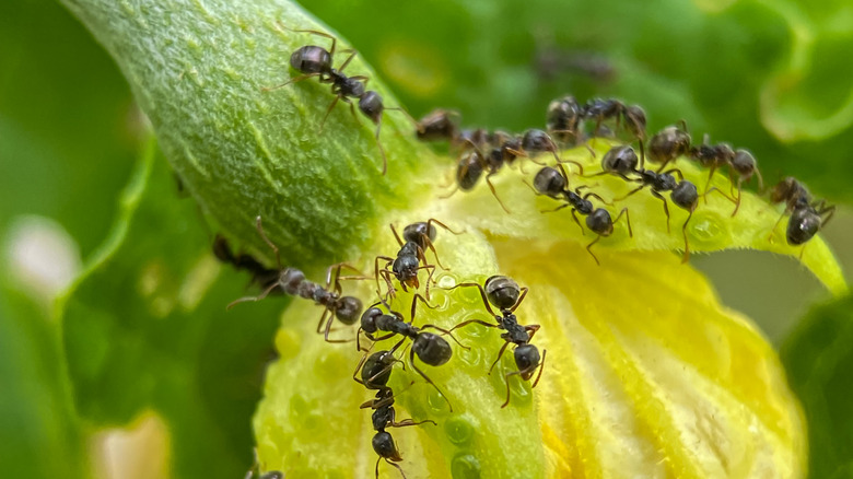 Ants on a squash bloom
