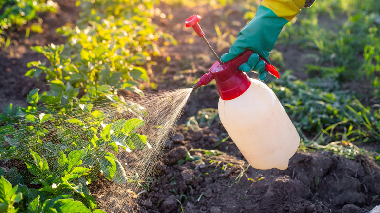 Spraying plants in garden