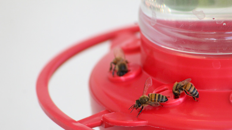 Bees on hummingbird feeder
