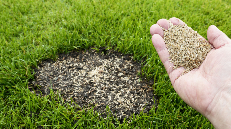 person holds grass seed near reseeded bare patch of lawn