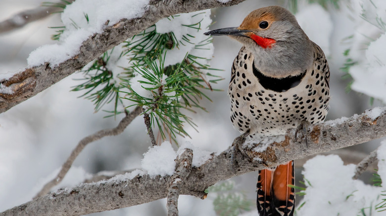 Northern flicker on a branch, with a snowy background