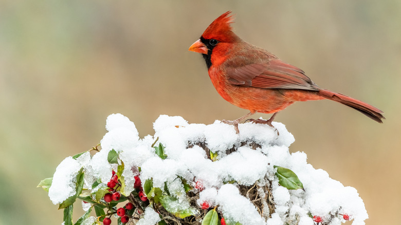 Cardinal on a snow-covered holly bush