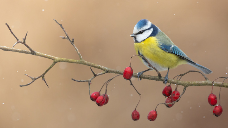 Bird on a branch with red berries
