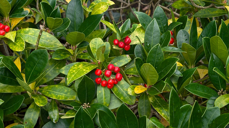 American wintergreen plant with berries