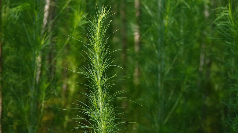 Dog fennel stalk, in a shrubbery of fennel