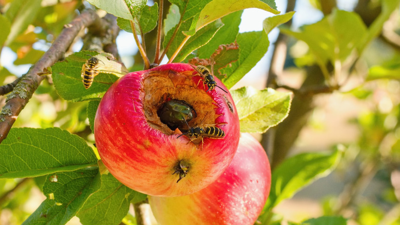 Wasps on an apple
