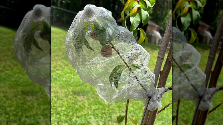 A pouf covering fruit