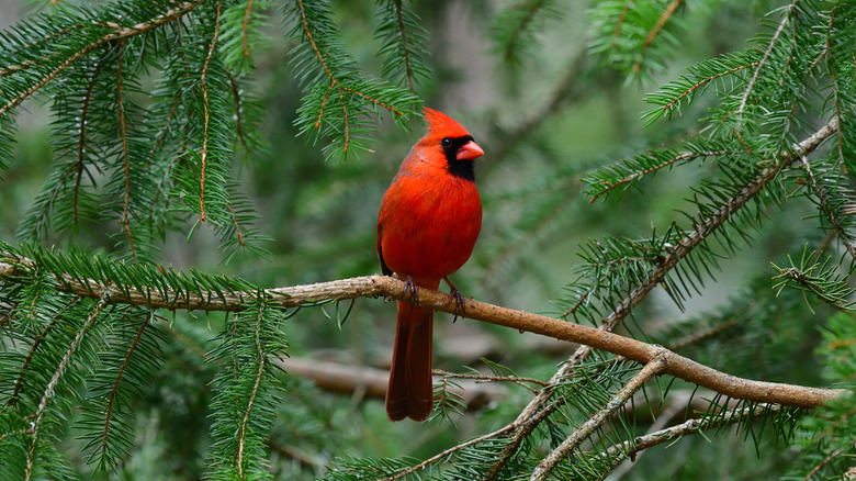 cardinal on a fir tree branch