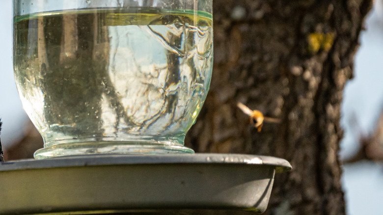hanging bird waterer up close