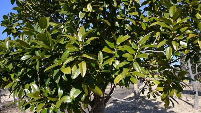 Close up of the leaves of the lusterleaf holly