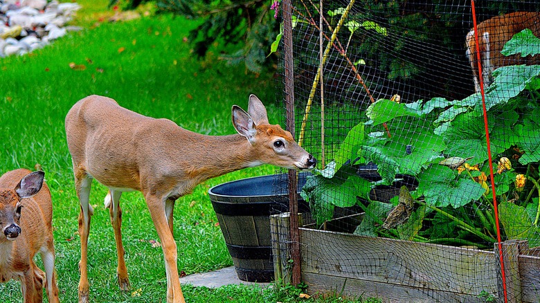 A deer investigating a garden plot