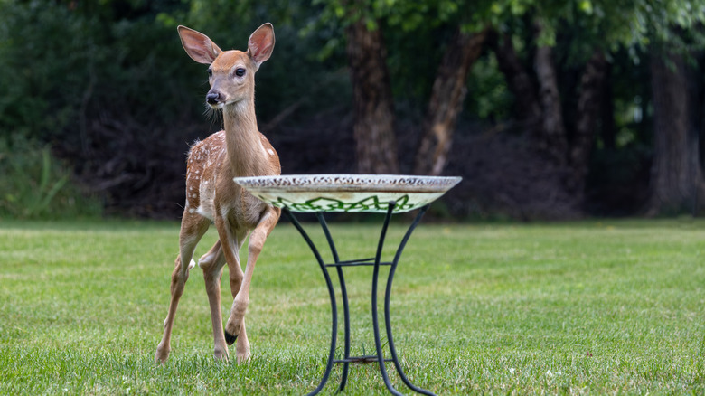 Keep Deer Out Of Your Yard With The Help Of A Spice Cabinet Essential