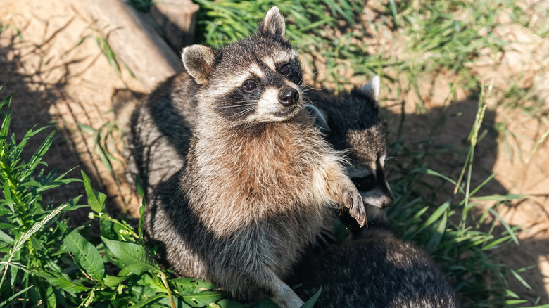 Raccoons in a garden
