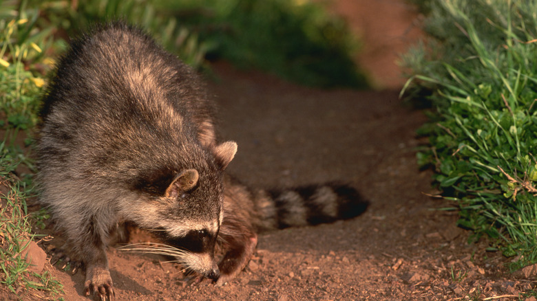 Raccoon sniffing the ground