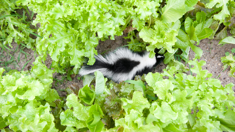 Skunk eating garden lettuce