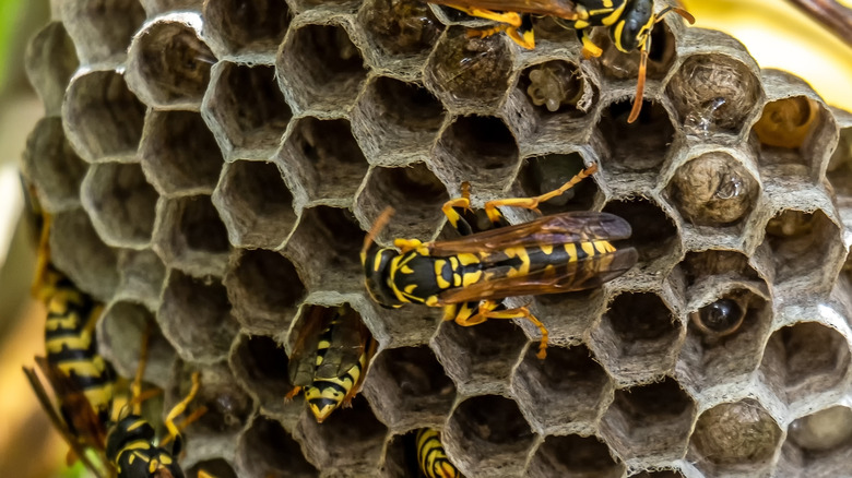 Wasps crawl around on a large nest