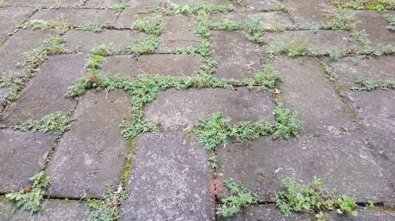 A weed-filled paver patio