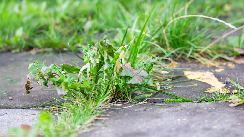 Weeds in cracks of concrete driveway