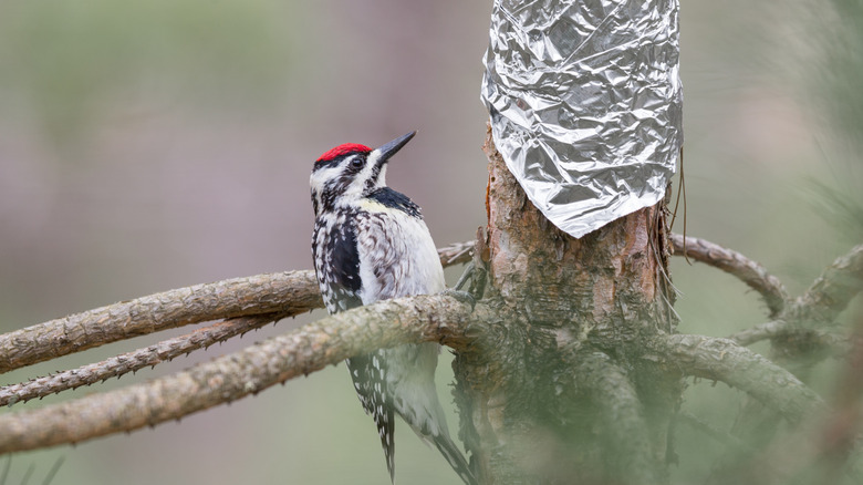 Woodpecker on a tree partly covered in foil