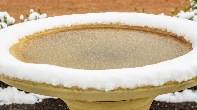 Frozen water in birdbath