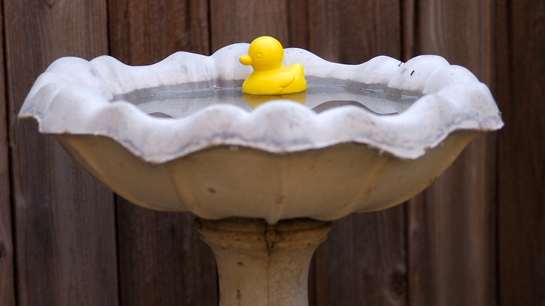 Rubber duck in birdbath