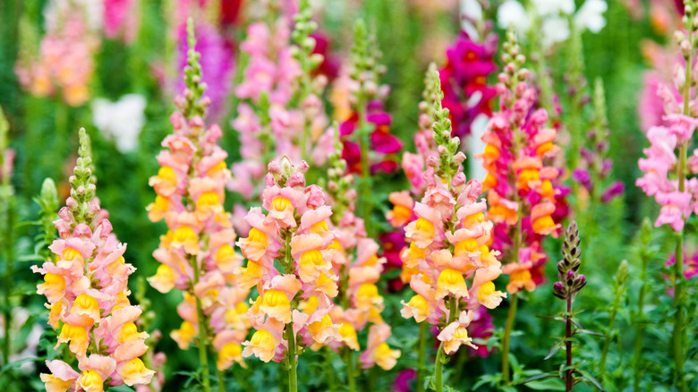 Various colors of blooming snapdragons