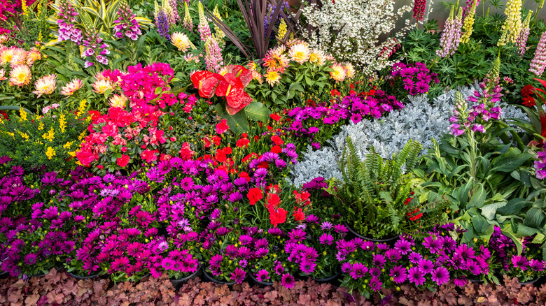 Flower garden with a variety of vibrant, blooming flowers