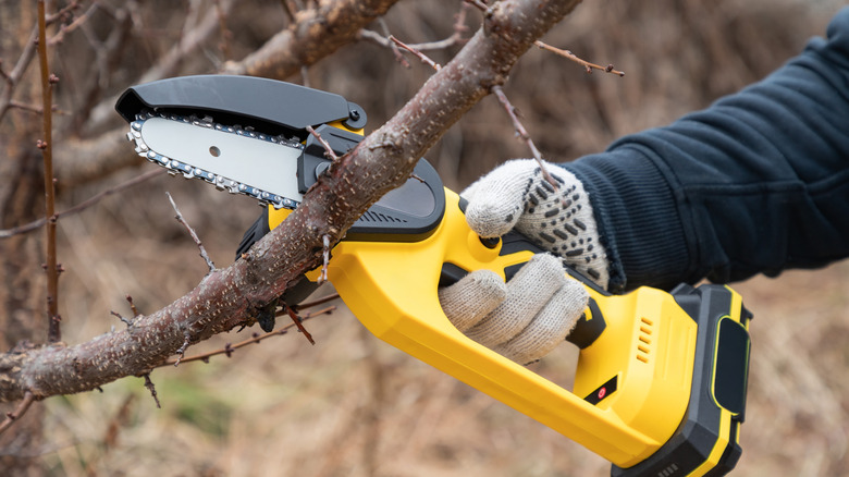 Gardener trimming a tree with a small chainsaw