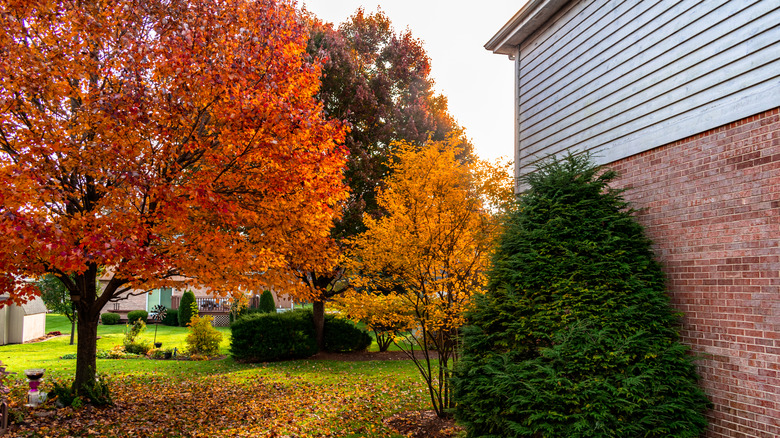 Backyard tree in the fall