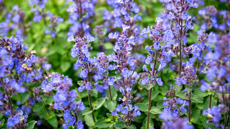 catnip flowers in bloom