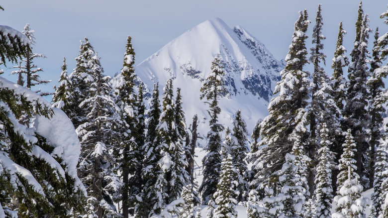 Snowy conditions around Mt. Rainier, Washington