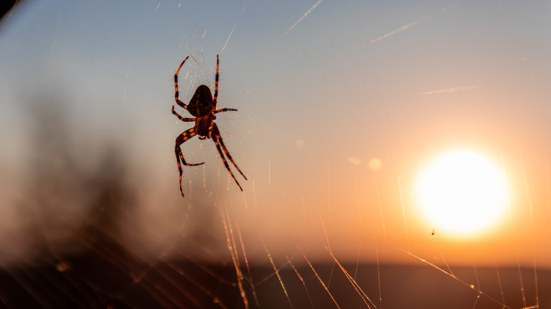 Spider on web against sunset