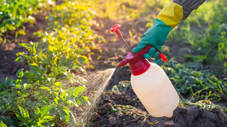 Person spraying vinegar on plants