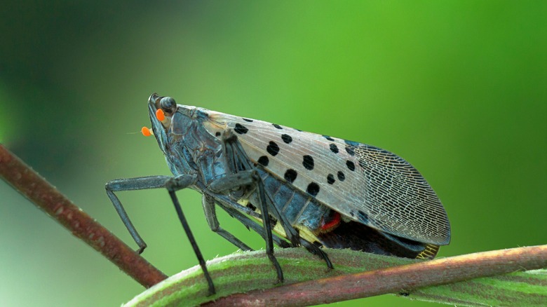 Lanternfly on a twig