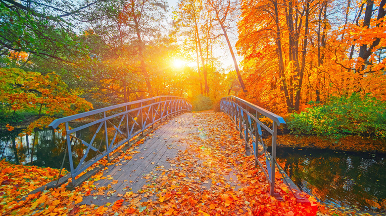 A bridge and forest with autumn leaves in Massachusetts