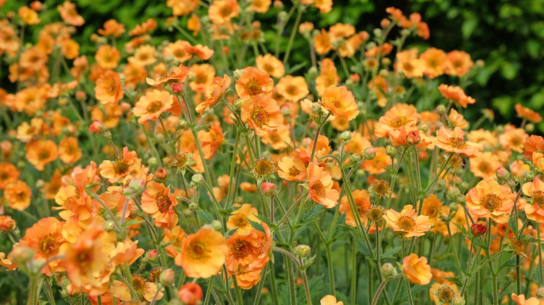 A field of orange avens
