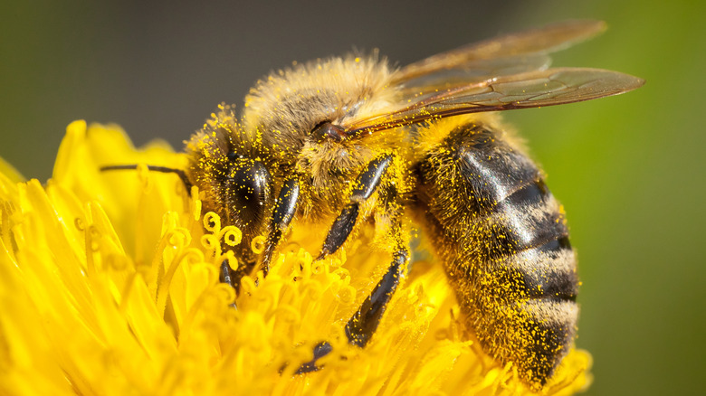 A closeup of a bee on a yellow flower.