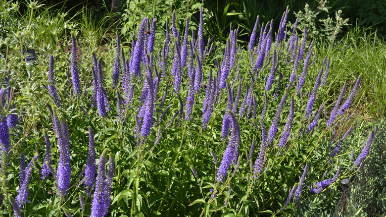 Purple spiked Veronica flowers