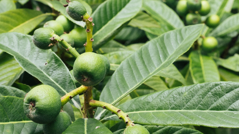 Figs growing on the branches of a vibrant green fig tree