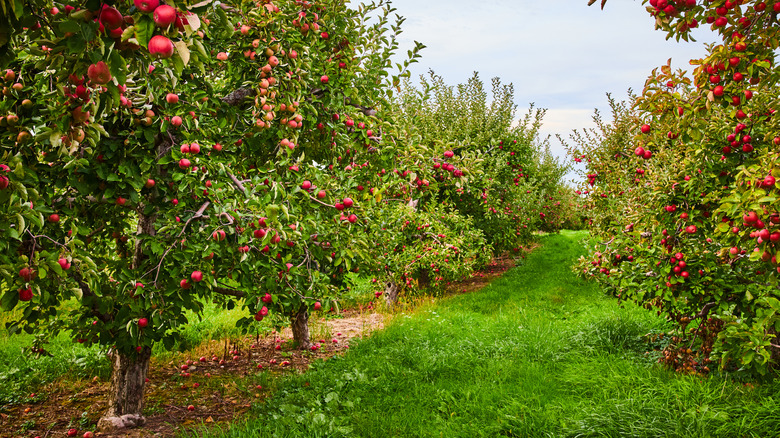 Rows of apple trees with ripe fruits growing