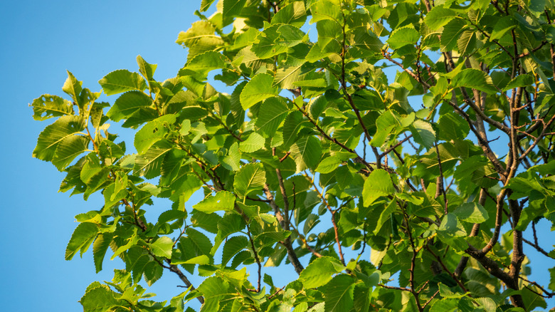 The vibrant green leaves of a mulberry trees reach towards the sky
