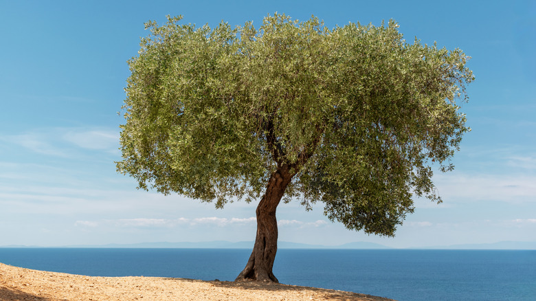 A beautiful olive tree on a hill overlooking the sea