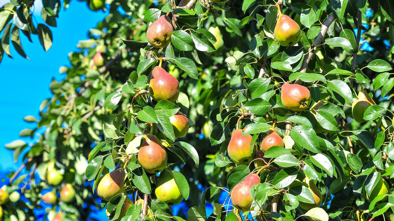 Pears ripening on the branches of a vibrant pear tree
