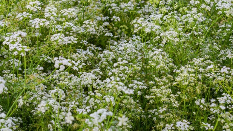 A field of dense poison hemlock.