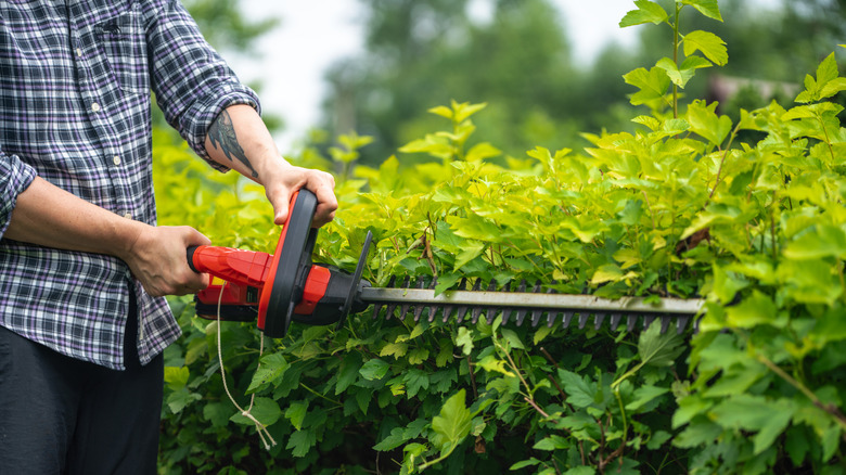 Person using a red hedge trimmer on hedge