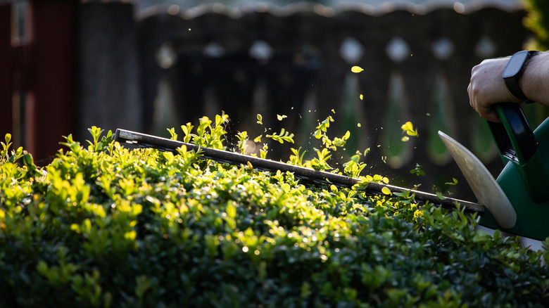 Person trimming a hedge with a green hedge trimmer
