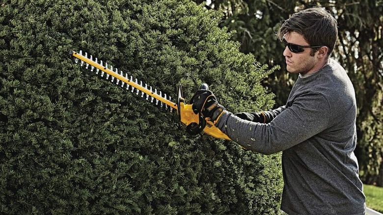 Man trimming hedge with DeWalt hedge trimmer